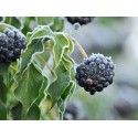 Eleutherokok kořen 50g Rosmarinus 1 - Rosmarinus (koreni-krumlov.cz / platce DPH) 